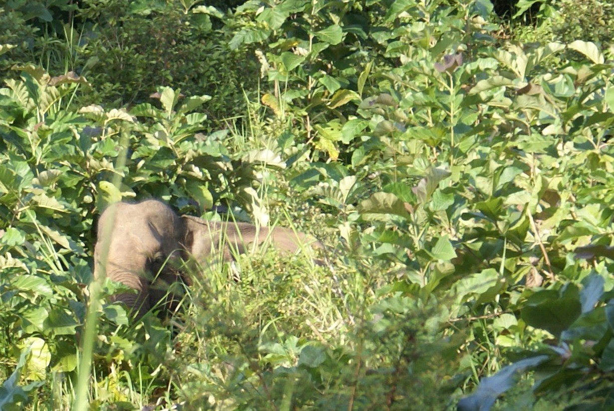 SRI LANKA - Eléphant sauvage