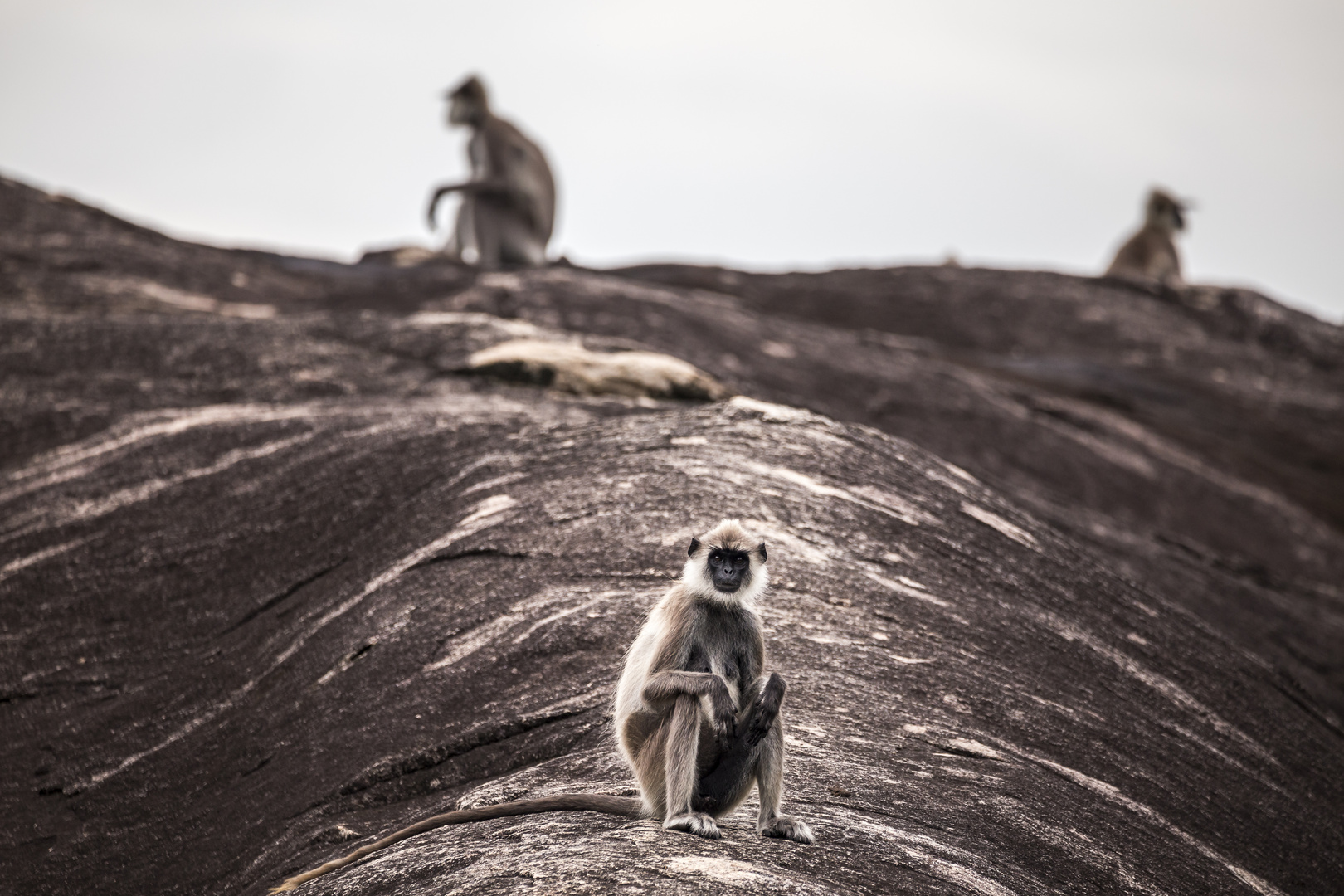 Sri Lanka Hanuman Gang