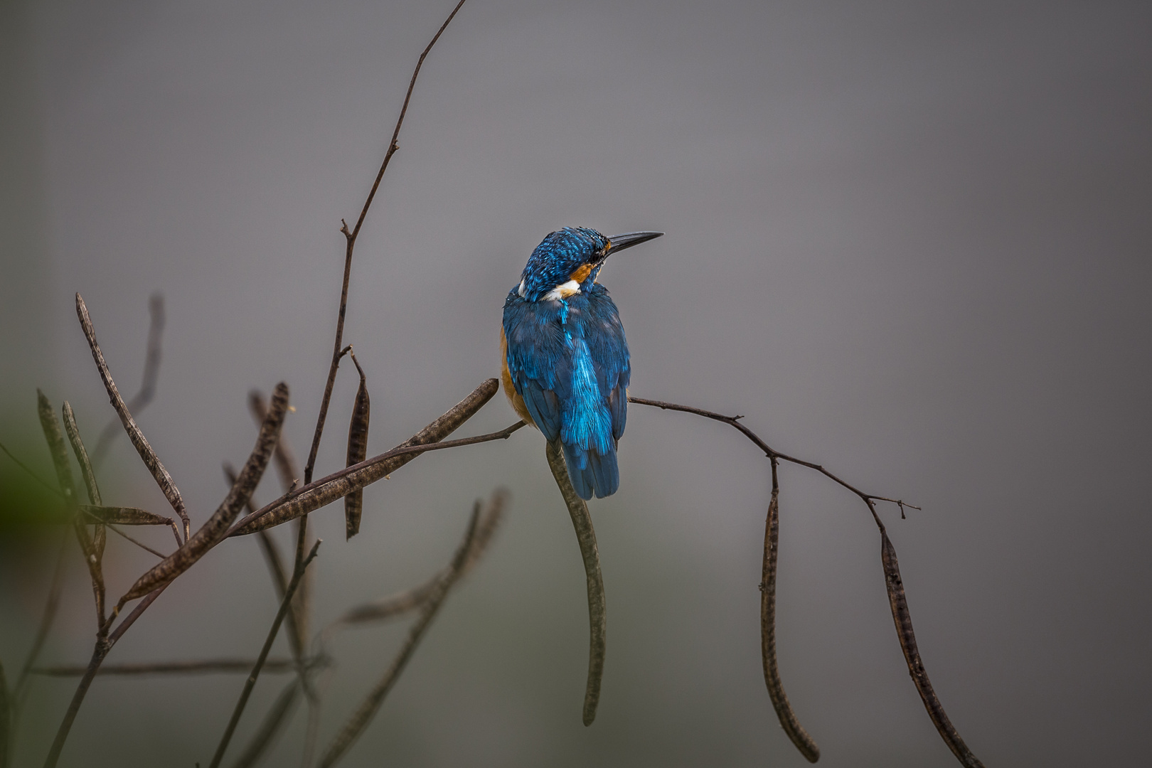 Sri Lanka Kingfisher