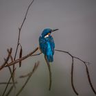 Sri Lanka Kingfisher
