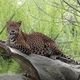 Sri-Lanka-Leopard