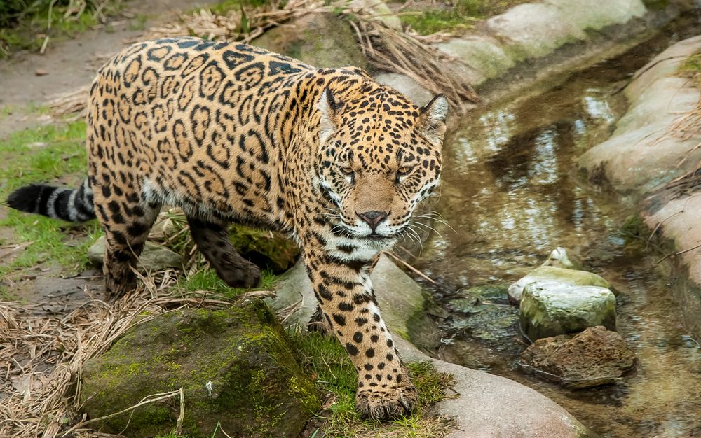 Sri-Lanka Leopard