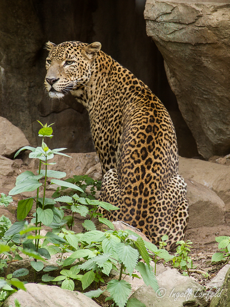 Sri Lanka Leopard