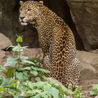 Sri Lanka Leopard