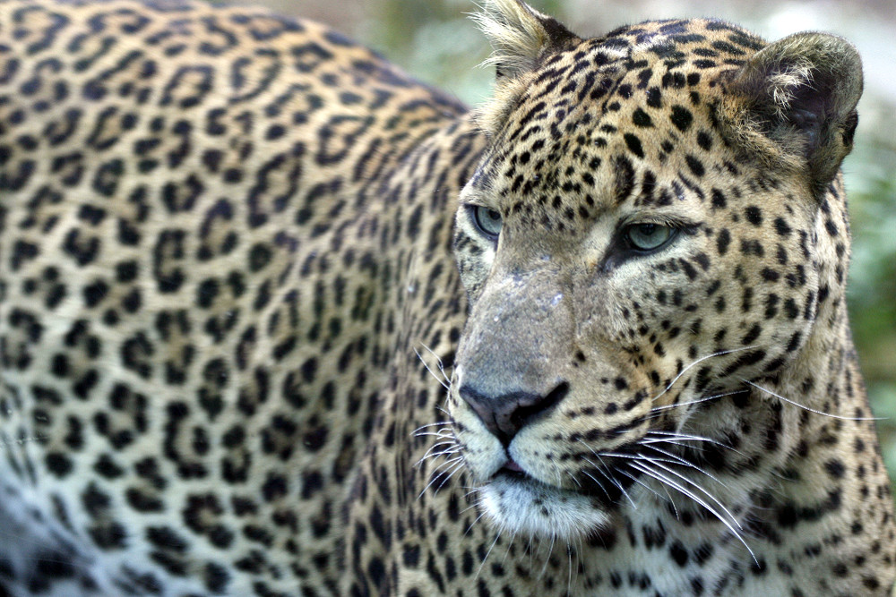 Sri-Lanka-Leopard