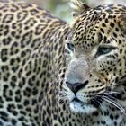 Sri-Lanka-Leopard
