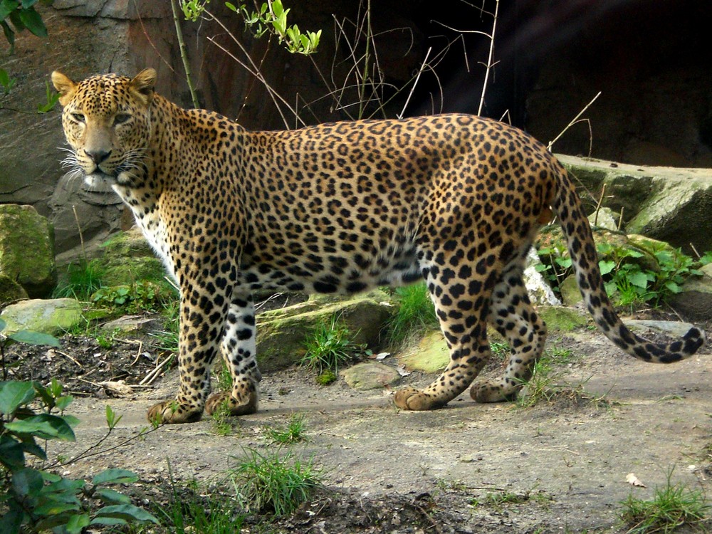 Sri Lanka - Leopard - In freier Wildbahn ;-) **