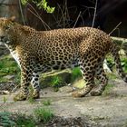 Sri Lanka - Leopard - In freier Wildbahn ;-) **