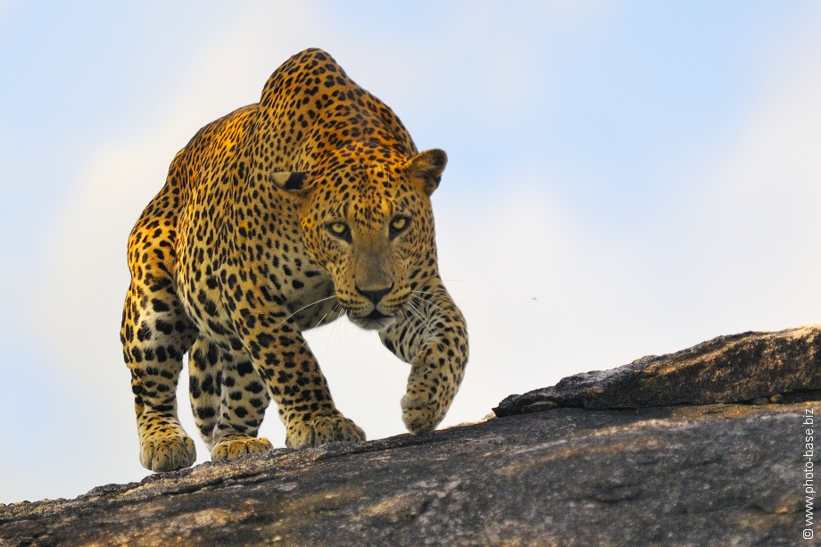 Sri Lanka leopard (Panthera pardus kotiya)