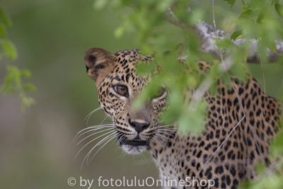 Sri-Lanka-Leopard, Panthera pardus kotiya