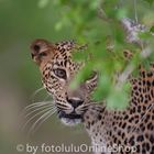 Sri-Lanka-Leopard, Panthera pardus kotiya