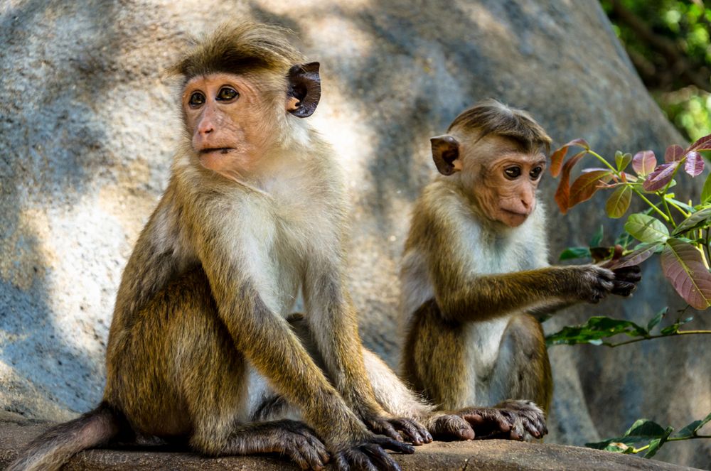 Sri Lanka Monkeys