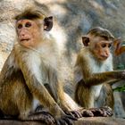 Sri Lanka Monkeys