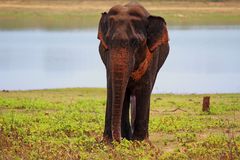 sri lanka national park