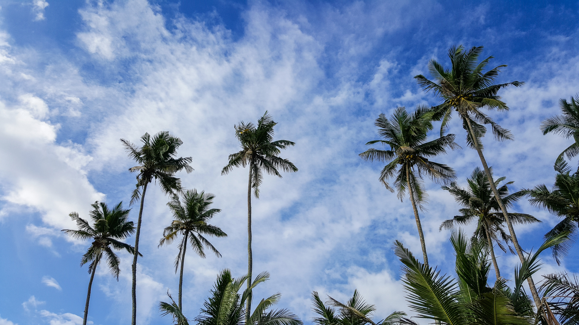 Sri Lanka Palm Trees