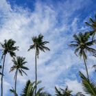Sri Lanka Palm Trees