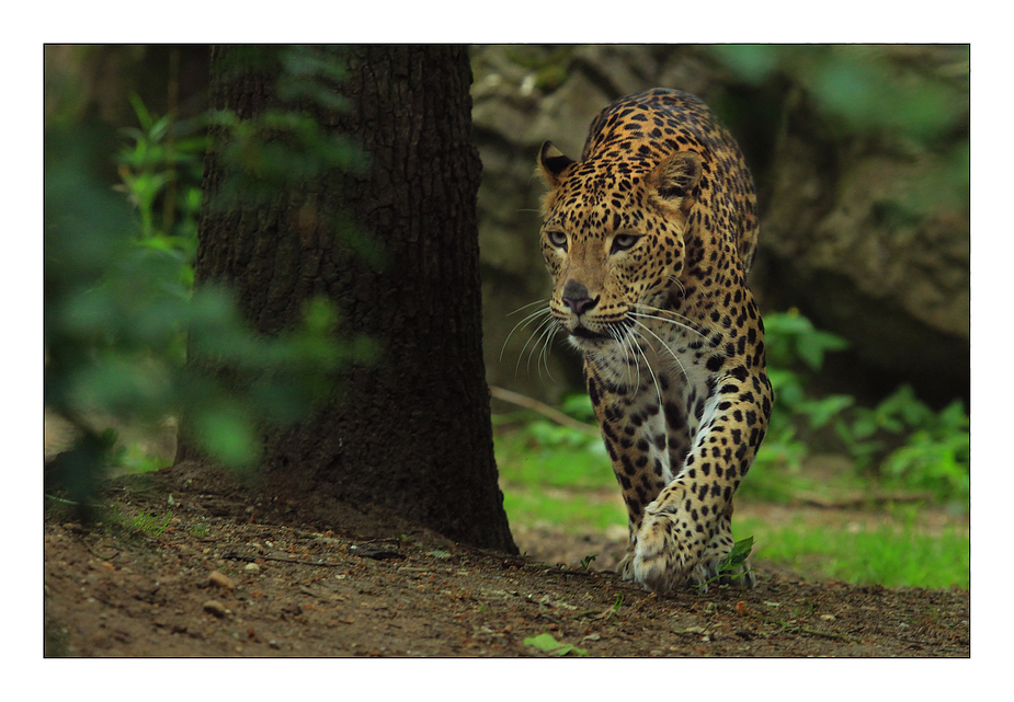 Sri Lanka Panther