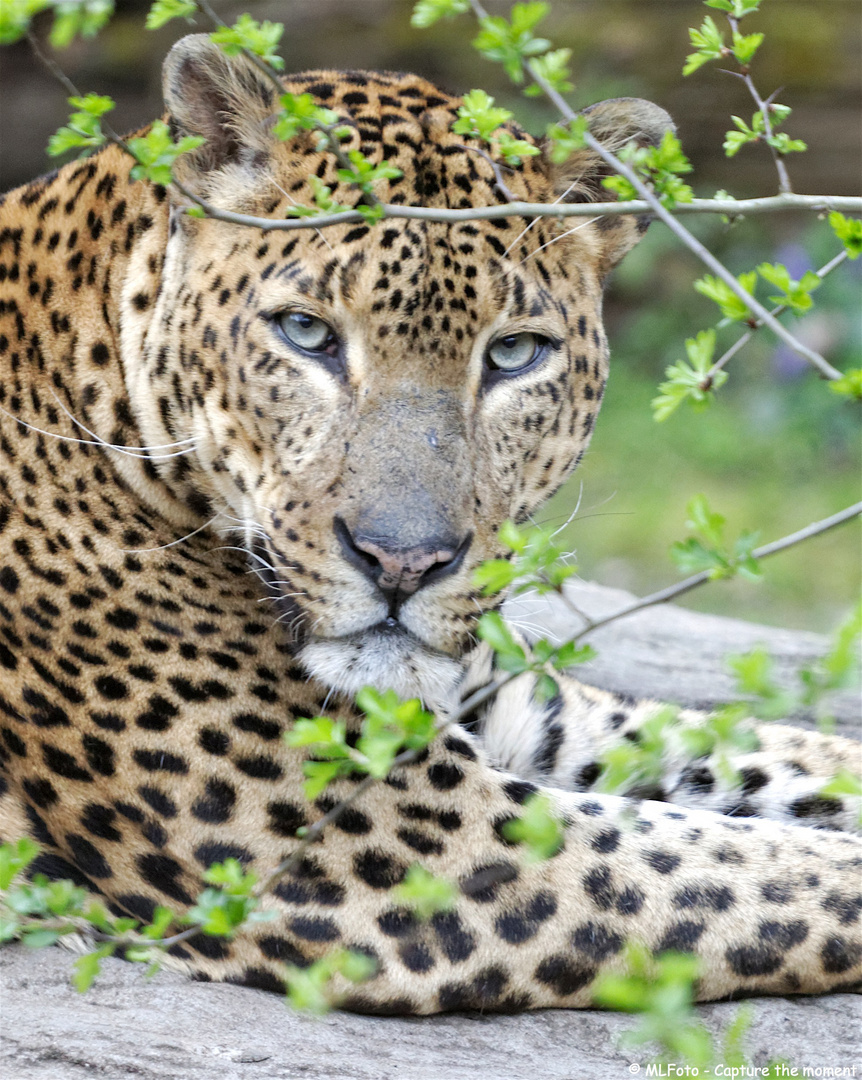 Sri Lanka Panther