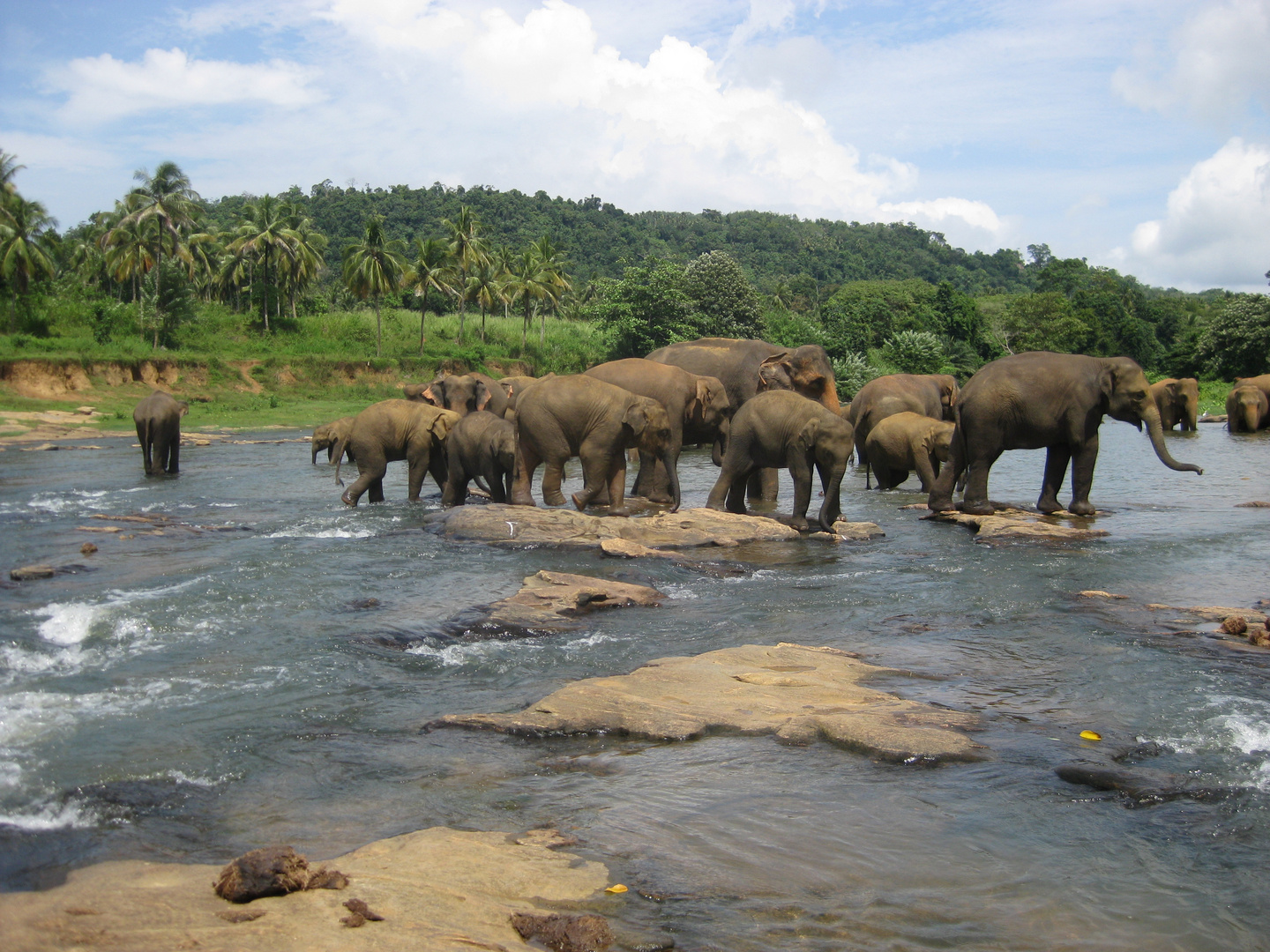 Sri Lanka, Pinawela am Fluss