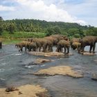 Sri Lanka, Pinawela am Fluss