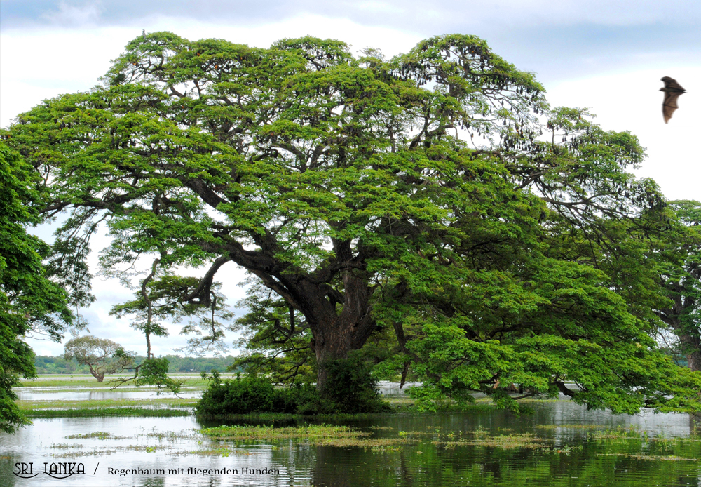 Sri Lanka - Regenbaum mit fliegenden Hunden