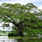 Sri Lanka - Regenbaum mit fliegenden Hunden