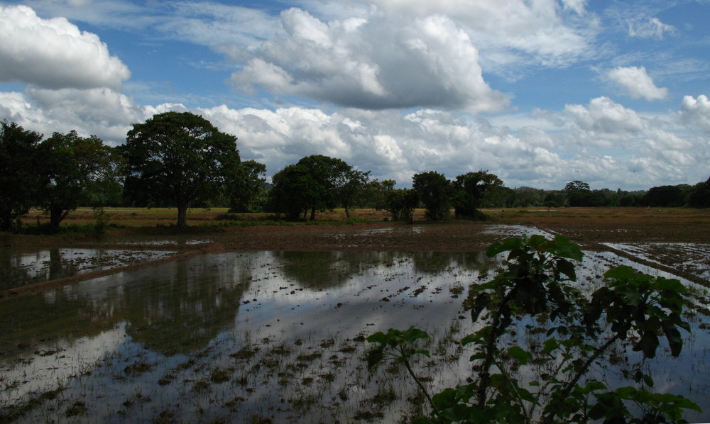 Sri Lanka - Reisfeld