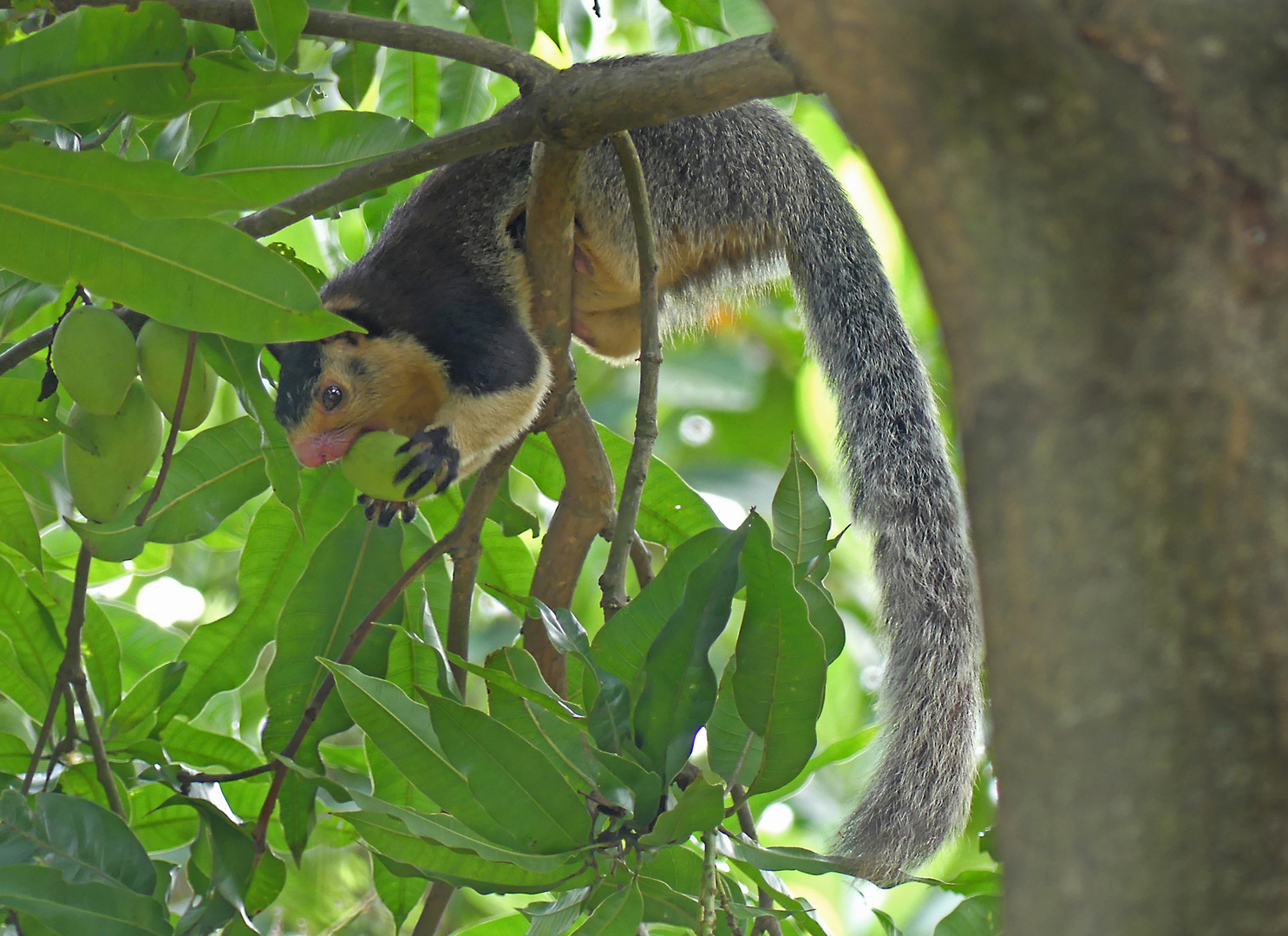 Sri-Lanka-Riesenhörnchen