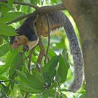 Sri-Lanka-Riesenhörnchen