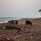 Sri Lanka Strand