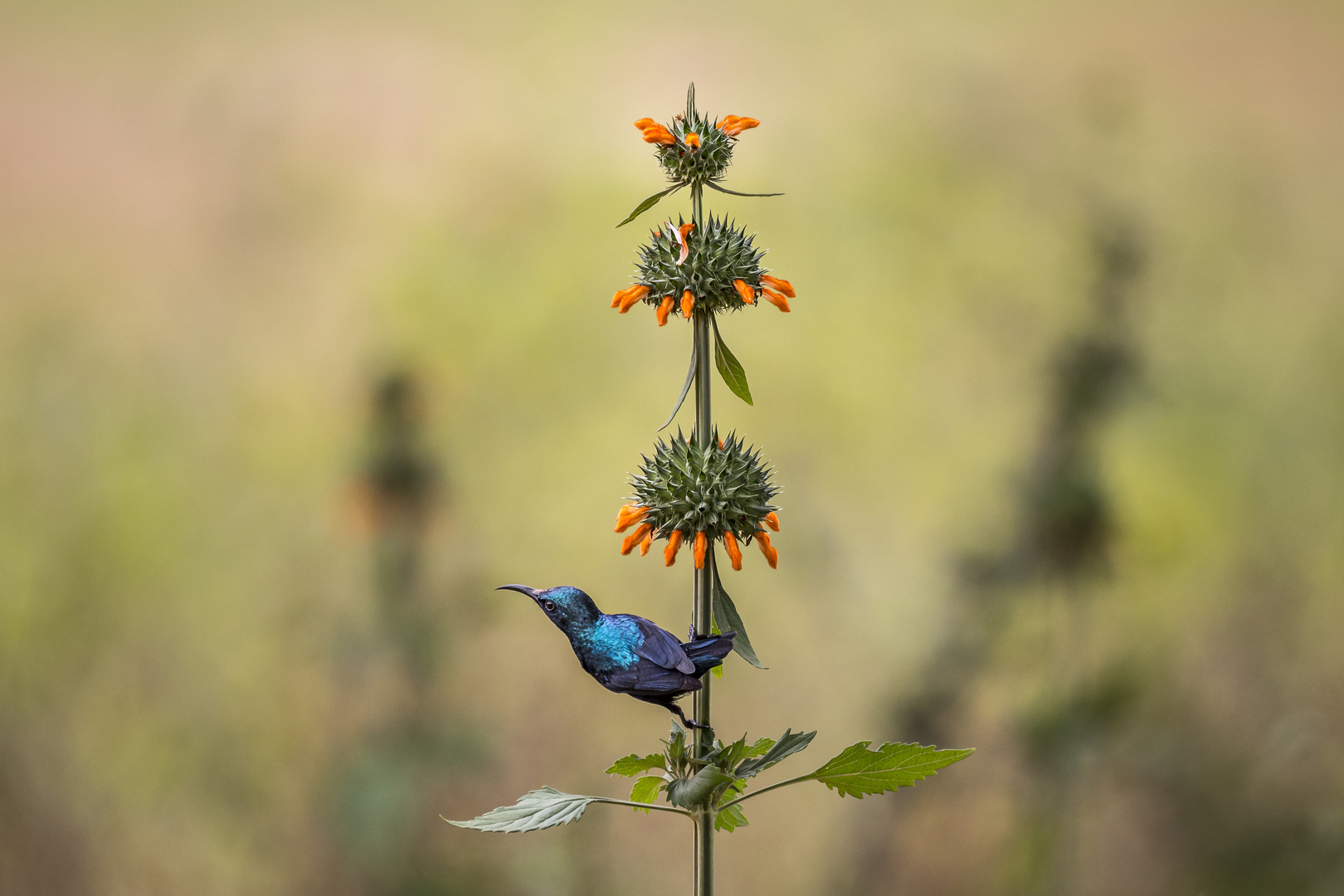 Sri Lanka Sunbird