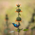 Sri Lanka Sunbird