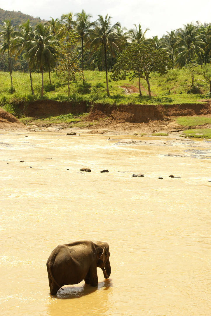 SRI LANKA - Tout simplement magnifique