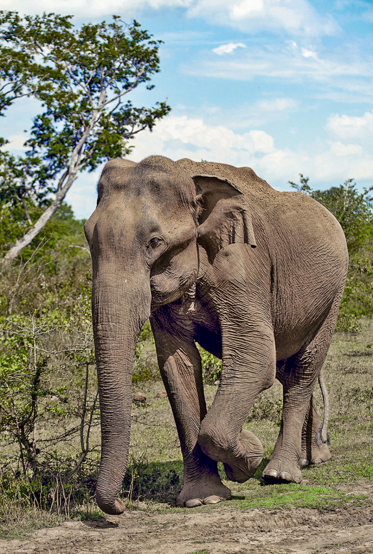SRI LANKA / Udawalawe Nationalpark Foto & Bild asia, sri lanka, south