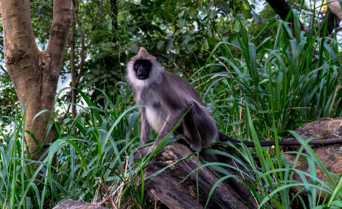 Sri Lanka Wild