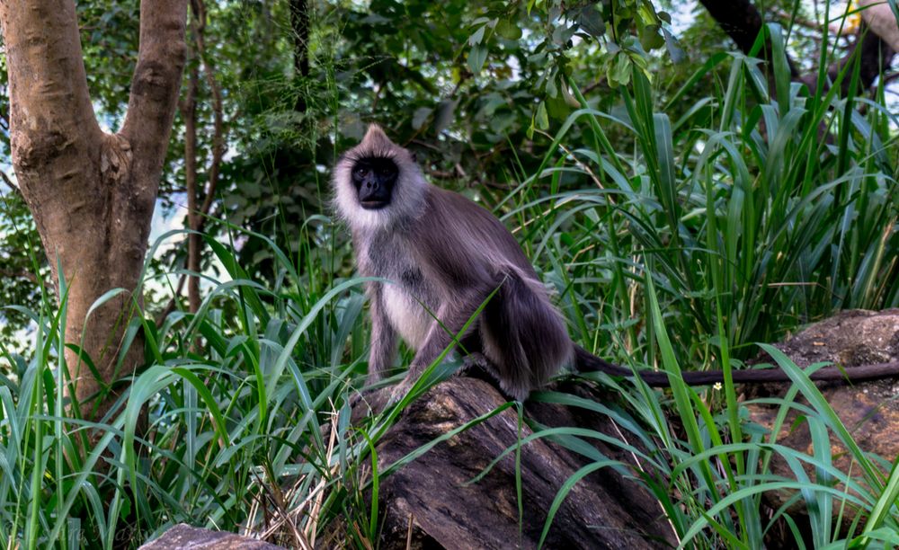 Sri Lanka Wild