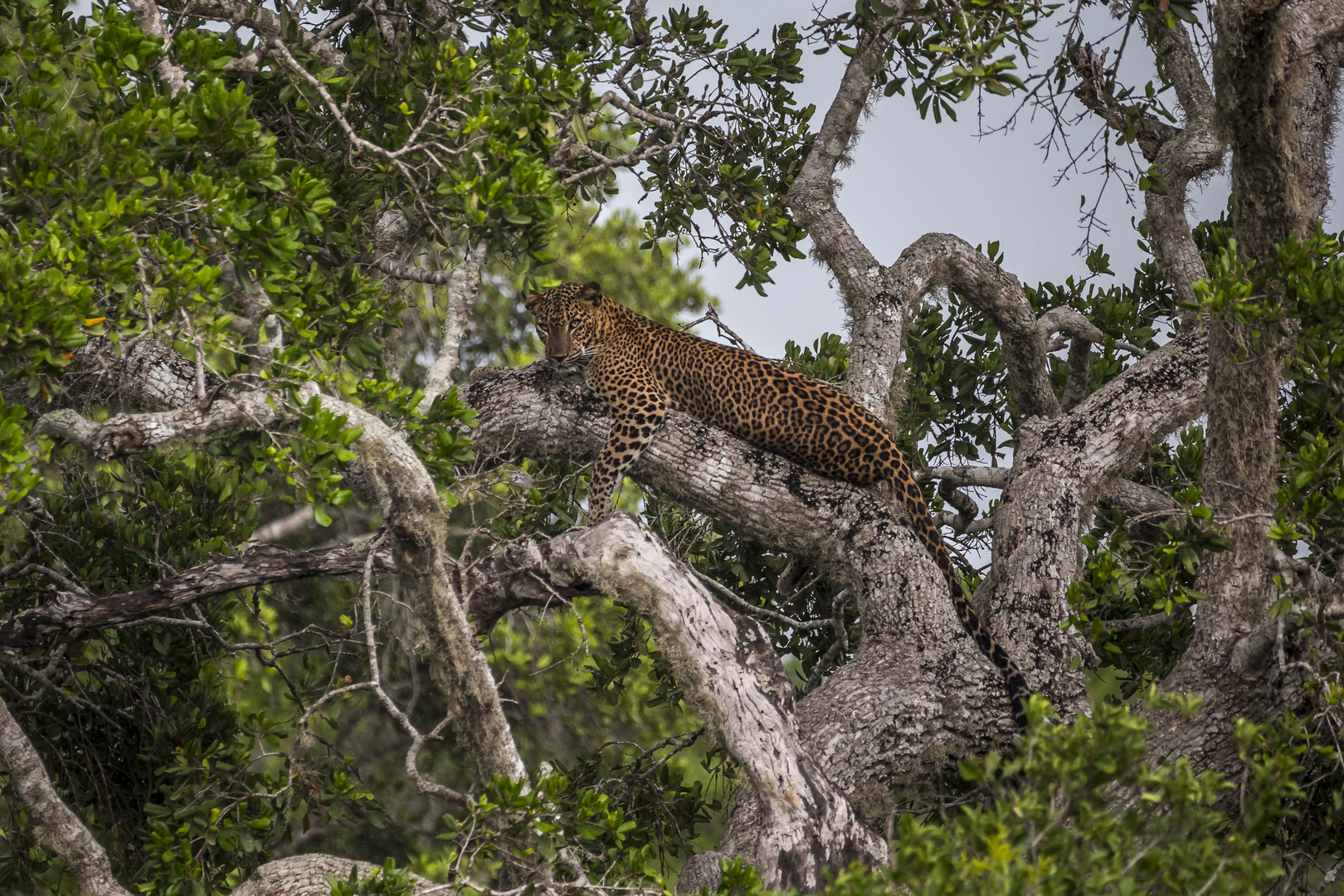 Sri Lanka Wild Leopard