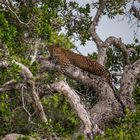 Sri Lanka Wild Leopard