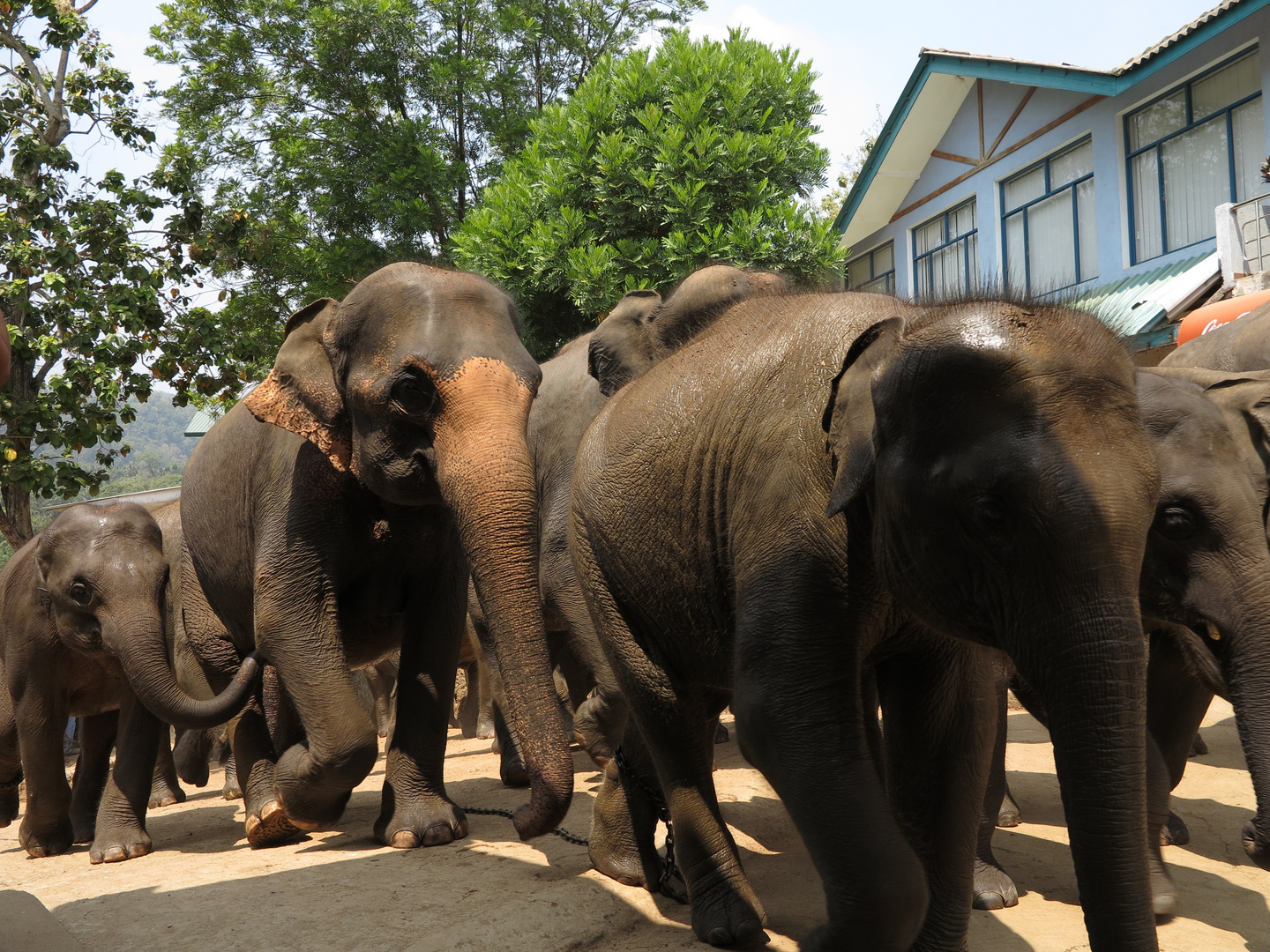 SRI LANKA - Wunderschön