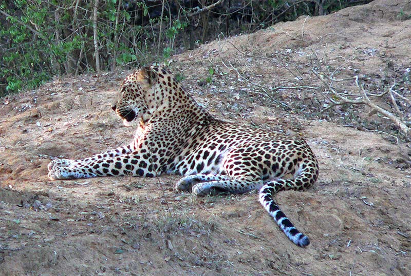 Sri Lanka, Yala- Nationalpark Leopard