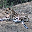 Sri Lanka, Yala- Nationalpark Leopard