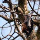 Sri Lankan Bats