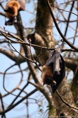 Sri Lankan Bats