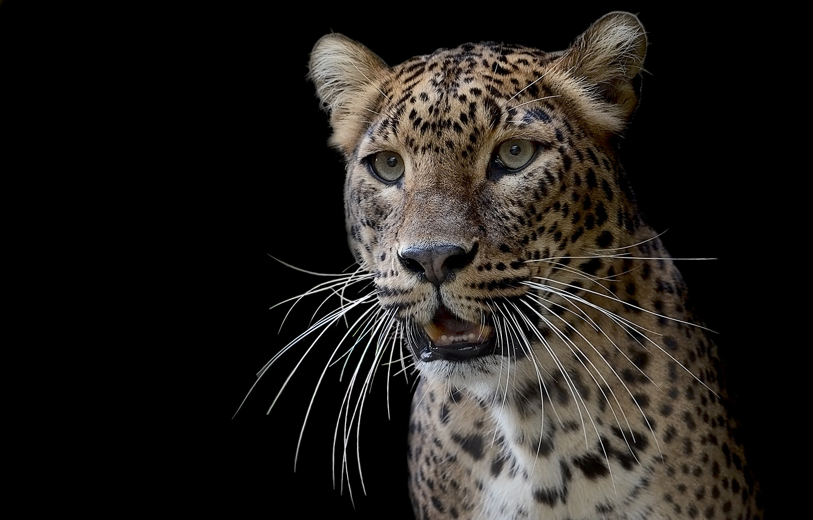 Sri Lankan leopard - CLK