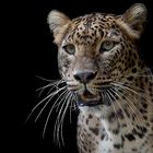 Sri Lankan leopard - CLK