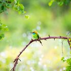 Sri Lankas Bird