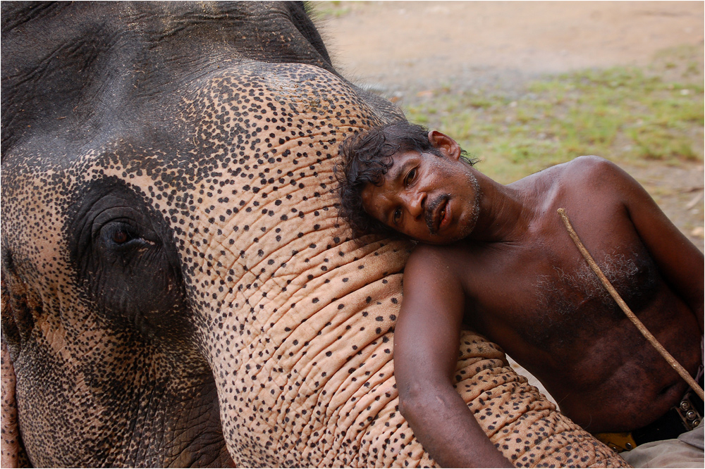 Sri-lankischer Mahout