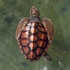 Srie Lanka: Aufzuchtstation für Seeschildkröten