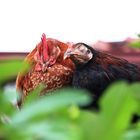 SriLanka 2014 schlafende Hühner