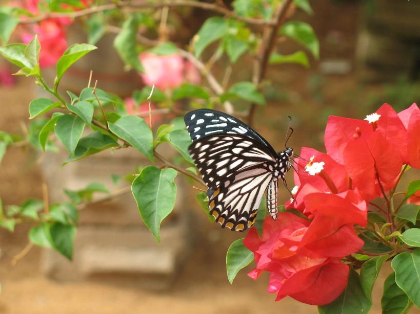 Srilankan Butterfly